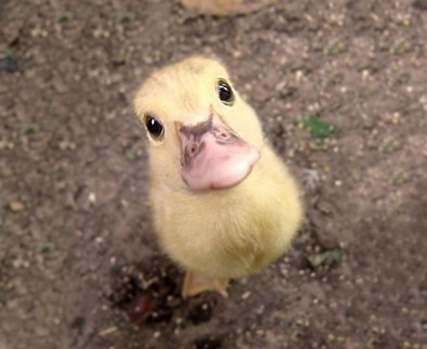Perhaps this picture of a little ducky will make you smile.
